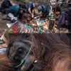 Orangutan Jadi Korban Karhutla, Diselamatkan dalam Kondisi Lemas.